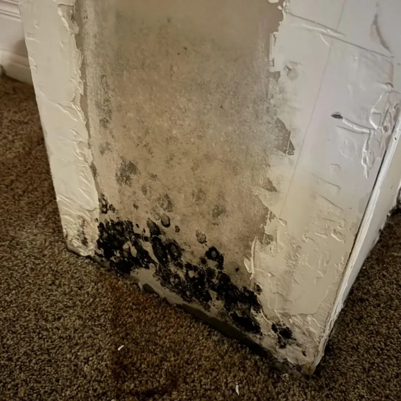 Professional Mold Removal in Monmouth County, NJ